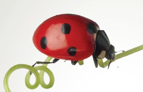 coccinelle inno pos